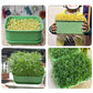 Stackable Bean Sprout Grower Box