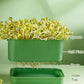 Stackable Bean Sprout Grower Box
