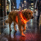 🔥50 % ALENNUS!!📢🐕 Valaisevat LED-koiranvaljaat – Pysykää paremmin näkyvillä iltakävelyillä ja varmistakaa koirallenne mukava olo ✨